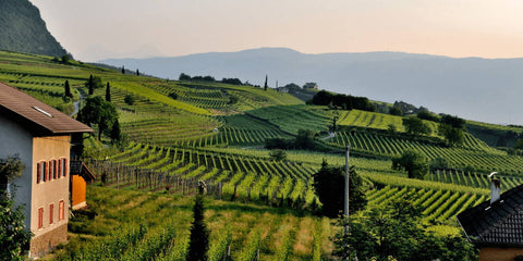 Chablis: Der einzigartige, edle, weiße Franzose